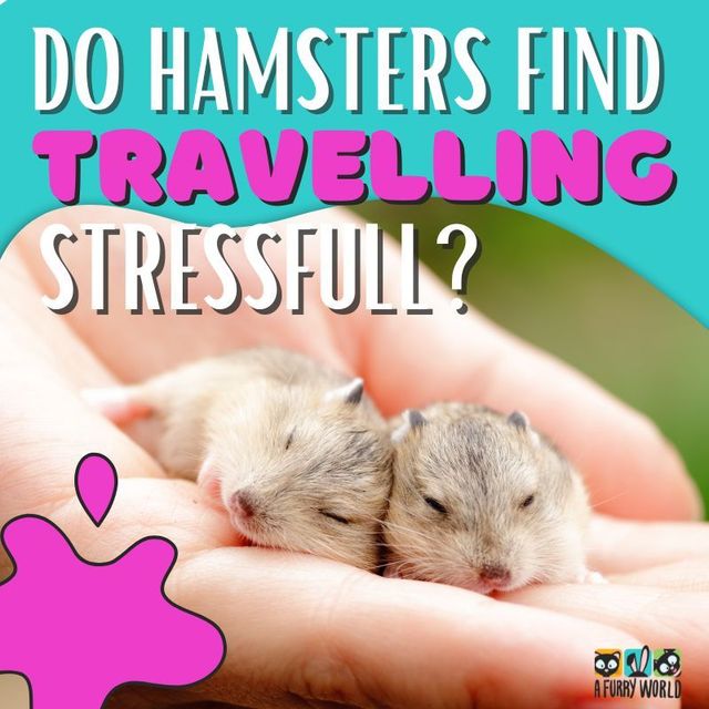 Hamster travel sale